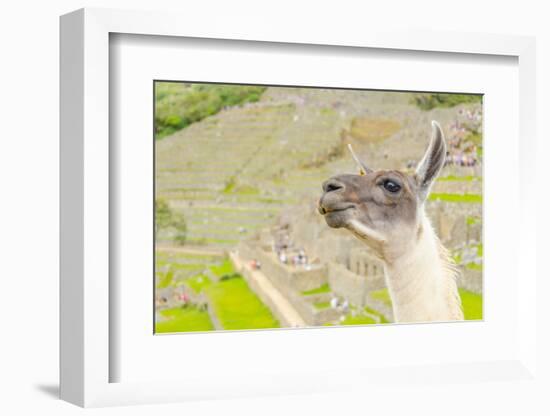 Llama in Machu Picchu-Elzbieta Sekowska-Framed Photographic Print