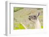 Llama in Machu Picchu-Elzbieta Sekowska-Framed Photographic Print