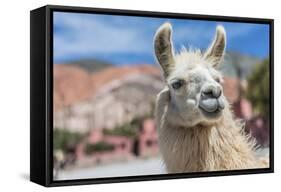 Llama in Purmamarca, Jujuy, Argentina.-Anibal Trejo-Framed Stretched Canvas