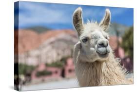 Llama in Purmamarca, Jujuy, Argentina.-Anibal Trejo-Stretched Canvas