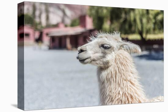 Llama in Purmamarca, Jujuy, Argentina.-Anibal Trejo-Stretched Canvas