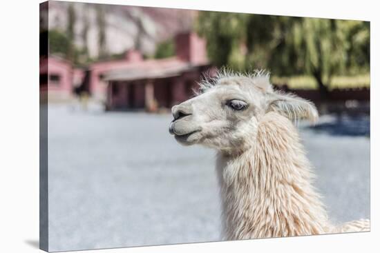 Llama in Purmamarca, Jujuy, Argentina.-Anibal Trejo-Stretched Canvas