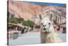 Llama in Purmamarca, Jujuy, Argentina.-Anibal Trejo-Stretched Canvas