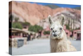 Llama in Purmamarca, Jujuy, Argentina.-Anibal Trejo-Stretched Canvas