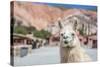 Llama in Purmamarca, Jujuy, Argentina.-Anibal Trejo-Stretched Canvas