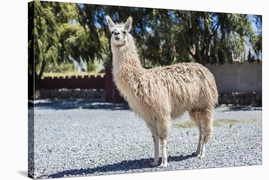 Llama in Purmamarca, Jujuy, Argentina.-Anibal Trejo-Stretched Canvas