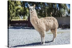 Llama in Purmamarca, Jujuy, Argentina.-Anibal Trejo-Stretched Canvas