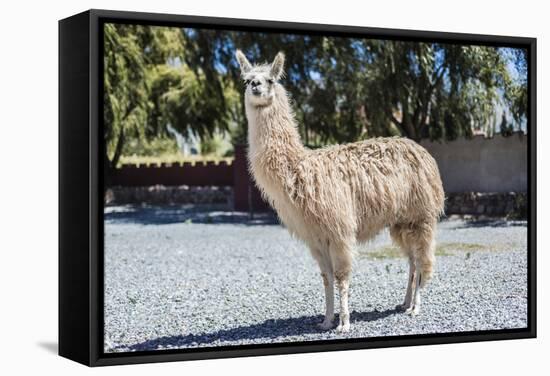 Llama in Purmamarca, Jujuy, Argentina.-Anibal Trejo-Framed Stretched Canvas