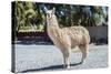 Llama in Purmamarca, Jujuy, Argentina.-Anibal Trejo-Stretched Canvas