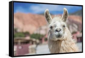 Llama in Purmamarca, Jujuy, Argentina.-Anibal Trejo-Framed Stretched Canvas