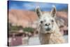 Llama in Purmamarca, Jujuy, Argentina.-Anibal Trejo-Stretched Canvas