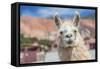 Llama in Purmamarca, Jujuy, Argentina.-Anibal Trejo-Framed Stretched Canvas