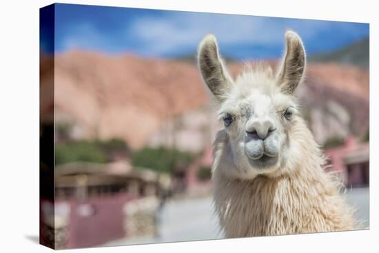 Llama in Purmamarca, Jujuy, Argentina.-Anibal Trejo-Stretched Canvas