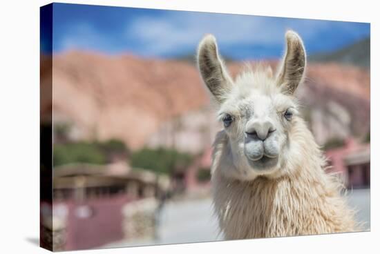 Llama in Purmamarca, Jujuy, Argentina.-Anibal Trejo-Stretched Canvas