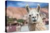 Llama in Purmamarca, Jujuy, Argentina.-Anibal Trejo-Stretched Canvas