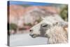 Llama in Purmamarca, Jujuy, Argentina.-Anibal Trejo-Stretched Canvas