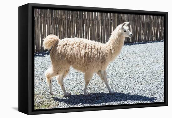 Llama in Purmamarca, Jujuy, Argentina.-Anibal Trejo-Framed Stretched Canvas