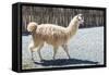 Llama in Purmamarca, Jujuy, Argentina.-Anibal Trejo-Framed Stretched Canvas