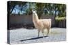 Llama in Purmamarca, Jujuy, Argentina.-Anibal Trejo-Stretched Canvas