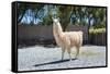 Llama in Purmamarca, Jujuy, Argentina.-Anibal Trejo-Framed Stretched Canvas