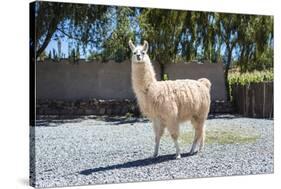 Llama in Purmamarca, Jujuy, Argentina.-Anibal Trejo-Stretched Canvas