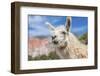 Llama in Purmamarca, Jujuy, Argentina.-Anibal Trejo-Framed Photographic Print