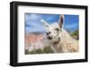 Llama in Purmamarca, Jujuy, Argentina.-Anibal Trejo-Framed Photographic Print