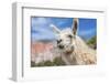 Llama in Purmamarca, Jujuy, Argentina.-Anibal Trejo-Framed Photographic Print