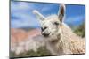 Llama in Purmamarca, Jujuy, Argentina.-Anibal Trejo-Mounted Photographic Print