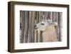 Llama in Purmamarca, Jujuy, Argentina.-Anibal Trejo-Framed Photographic Print