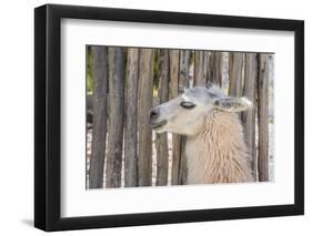 Llama in Purmamarca, Jujuy, Argentina.-Anibal Trejo-Framed Photographic Print