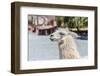 Llama in Purmamarca, Jujuy, Argentina.-Anibal Trejo-Framed Photographic Print