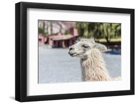 Llama in Purmamarca, Jujuy, Argentina.-Anibal Trejo-Framed Photographic Print