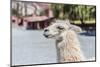 Llama in Purmamarca, Jujuy, Argentina.-Anibal Trejo-Mounted Photographic Print