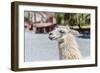 Llama in Purmamarca, Jujuy, Argentina.-Anibal Trejo-Framed Photographic Print