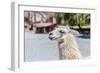 Llama in Purmamarca, Jujuy, Argentina.-Anibal Trejo-Framed Photographic Print