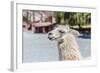 Llama in Purmamarca, Jujuy, Argentina.-Anibal Trejo-Framed Photographic Print