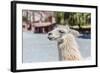 Llama in Purmamarca, Jujuy, Argentina.-Anibal Trejo-Framed Photographic Print