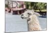 Llama in Purmamarca, Jujuy, Argentina.-Anibal Trejo-Mounted Photographic Print