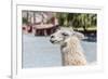 Llama in Purmamarca, Jujuy, Argentina.-Anibal Trejo-Framed Photographic Print