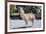 Llama in Purmamarca, Jujuy, Argentina.-Anibal Trejo-Framed Photographic Print