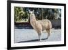 Llama in Purmamarca, Jujuy, Argentina.-Anibal Trejo-Framed Photographic Print