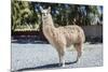 Llama in Purmamarca, Jujuy, Argentina.-Anibal Trejo-Mounted Photographic Print