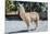 Llama in Purmamarca, Jujuy, Argentina.-Anibal Trejo-Mounted Photographic Print