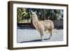 Llama in Purmamarca, Jujuy, Argentina.-Anibal Trejo-Framed Photographic Print