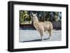 Llama in Purmamarca, Jujuy, Argentina.-Anibal Trejo-Framed Photographic Print