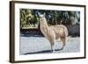 Llama in Purmamarca, Jujuy, Argentina.-Anibal Trejo-Framed Photographic Print