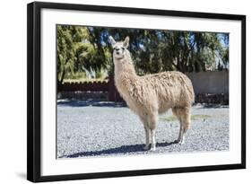 Llama in Purmamarca, Jujuy, Argentina.-Anibal Trejo-Framed Photographic Print