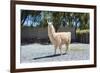 Llama in Purmamarca, Jujuy, Argentina.-Anibal Trejo-Framed Photographic Print