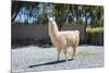 Llama in Purmamarca, Jujuy, Argentina.-Anibal Trejo-Mounted Photographic Print